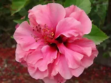 perennial hibiscus for sale