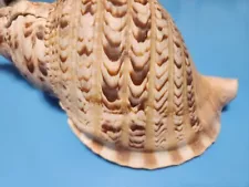 BIG 13" Charonia Tritonis Seashell Pacific Triton's Horn Sea Shell Beach Life