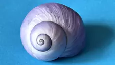 JANTHINA JANTHINA (VIOLET SEA SNAIL) FINE 32 MM