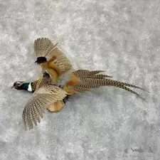 #29431 P | Red Squirrel & Ringneck Pheasant Novelty Mount For Sale