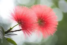 red mimosa tree for sale