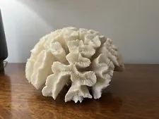 Coral Brain Fossil Open White Natural Beach Ocean Approx. 8 Inches Across