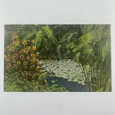 Postcard Florida Sarasota FL Water Lettuce Bull Rush Banana 1940s Linen