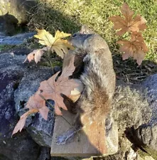 Taxidermy Mount Squirrel Full Body Standing Decor Cabin Man Cave Preowned