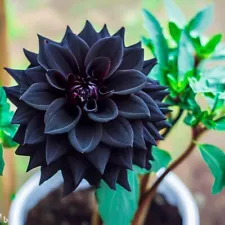 Beautiful 30+ Seeds- Exotic Black Dahlia Hybrid Flower Seeds For Planting