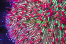 Cornbred's Convict Watermelon Plate - Frag - LIVE CORAL