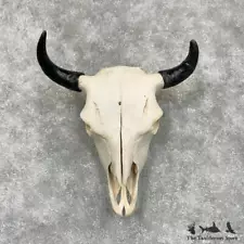 #29462 E | American Buffalo/Bison Skull Taxidermy Mount For Sale