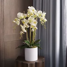 1 Pack 100 Phalaenopsis Seeds Moth Orchid Garden Flower Seed