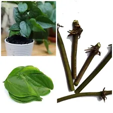Live Stems Ceylon Betel Leaves plant Pan Plant Piper Betel well rooted nodes NEW