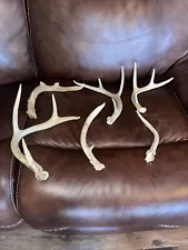 *NO RESERVE AUCTION* Lot Of 6 Whitetail Deer Antler Sheds Cabin Mancave Decor