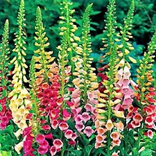 1100 Mix Colors Foxglove Seeds Digitalis purpurea 4 Feet Tall Garden Flowers