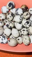 quail eggs for sale