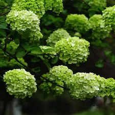 50 Green Hydrangea Flower Seeds Hydrangea macrophylla Garden Flowers