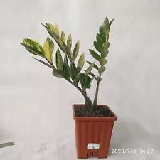 ZZ Zamioculcas Variegated 3 STEM! FREE Shipping