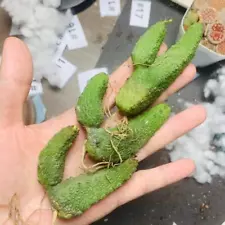 Sale 3PCS Rare Succulent Live plant Pseudolithos caputviperae WYSIWYG Boutique