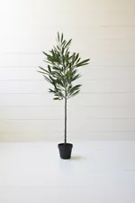 Eucalyptus Tree In a Black Pot NEW