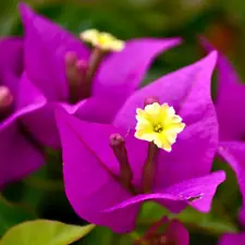 Bougainvillea spectabilis - -