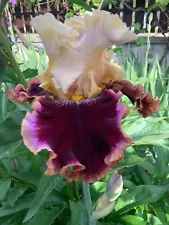 Iris ‘ When Doves Cry' (Thomas Johnson, R. 2018).Tall Bearded Iris 1 rhizome