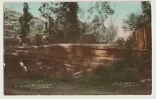 VINTAGE 1910s FALLEN GIANT FIG TREE NTH ARM TWEED RIVER REAL PHOTO POSTCARD RPPC