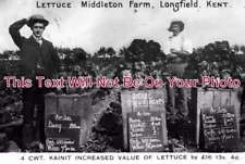 KE 901 - Lettuce For Sale, Middleton Farm, Longfield, Kent