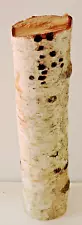 9" Silver White Paper Birch Wood Stick Log Straight Spalted 2 1/8~2 1/4"D