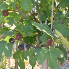 2X UNROOTED CUTTINGS - CHICAGO HARDY FIG CUTTINGS TREE