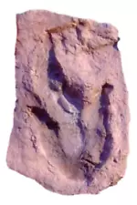 dinosaur footprints for sale