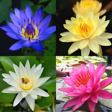 4 Pack Live Water Lily Tubers Plants Colorful Pond Freshwater Flower Aquatic