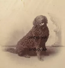 CABINET CARD CURLY COATED RETRIEVER DOG BY FISHER FILEY ANTIQUE PHOTO