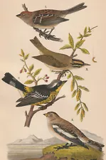 Tree Sparrow Magnolia Warbler Bird Warren 1890 Antique Color Print Lithograph