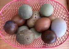 hatching eggs for sale ebay