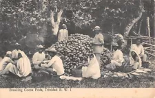 TRINIDAD, BWI ~ WORKERS IN FIELD BREAKING COCOA PODS, MAILLARD PUB ~ 1910s