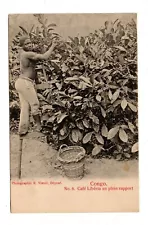 CONGO, AFRICA ~ MAN HARVESTING BEANS FROM LIBERIAN COFFEE PLANTS ~ c 1902