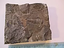 Crab Fossil