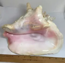 Jumbo Conch Shell Belize 11 “ 4 Pounds Bright Pink Interior