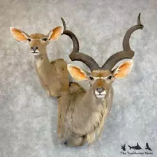 #24245 EL | Greater Kudu Taxidermy Shoulder Mount For Sale