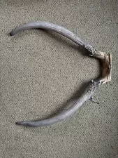 elk antlers for sale