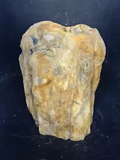 Blue Forest Petrified Wood Stand Up Display Piece ( Wyoming)4.7 Lbs.