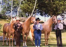 Named Palomino Quarter Horses Postcard Just Another D Bar