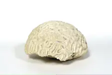 Brain Coral ~ 2 lbs ~ 5 1/2" x 5" x 3"