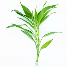 Lucky Bamboo Green Dracaena Sanderiana Bundle Live Plant Aquatic Decor Indoor