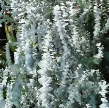 10 Seeds of Eucalyptus Pulverulenta Baby Blue - Silver Dollar