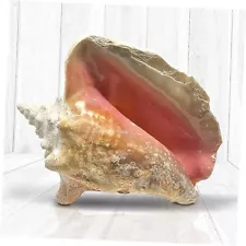 Conch Shell, Imperfect 6"-8" inch Big Conch Shell - Garden Queen 6" - 8" inch