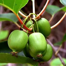 2 PLANT-Issai Kiwi Vine Hardy Self Fruitful Female Variety- Easy to Grow 2.5"Pot