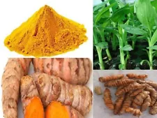 Plant Turmeric Roots Ready Sprouted Live Longa Curcuma rhizomes turmeric 8 seeds