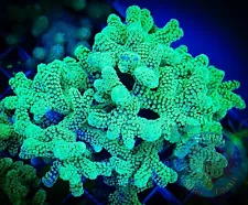 SAF~Screaming Eagle Birdsnest Coral Colony “WYSIWYG”, SPS, Live Coral