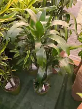 live dracaena plants for sale