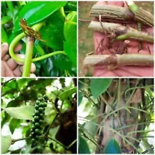 Black Pepper Live Cutting planting Node Natural Original Ceylon FREE Shipping