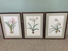 3 Botanical Bulb Prints~Custom Framed~28” X 21”~Amaryllis Flowers