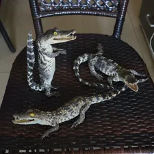 3 pcs Biomimetic crocodile specimens animal collectibles About 35-40cm Gifts